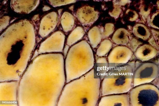 DETAIL OF SCALES OF HAWKSBILL TURTLE , ALDABRA ATOLL, SEYCHELLES.
