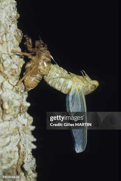 Alta Floresta, Brasil, close shot of the birth of a tropical cicada.