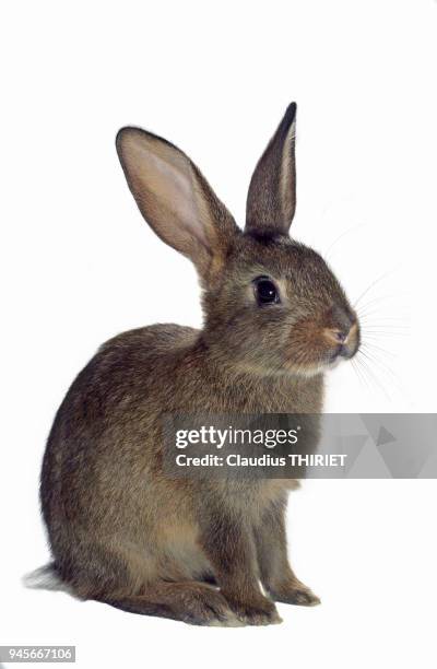 Agriculture. Elevage. Lapin. Lapin commun gris sur fond blanc.