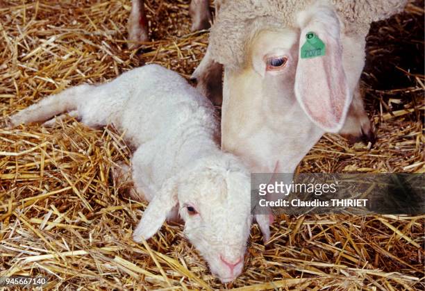 Agriculture. Elevage ovin. Agnelage. Brebis leche son agneau pour le secher du liquide amniotique.