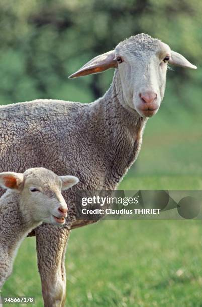 Agriculture. Elevage ovin. Mouton de race Est a laine Merinos. Brebis et son agneau au parc au printemps.