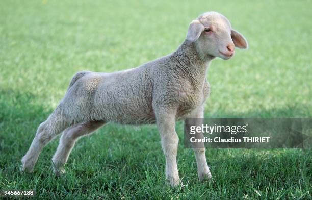 Agriculture. Elevage ovin. Mouton de race Est a laine Merinos. Agneau au parc au printemps. L'agneau s'etire au moment de se lever.