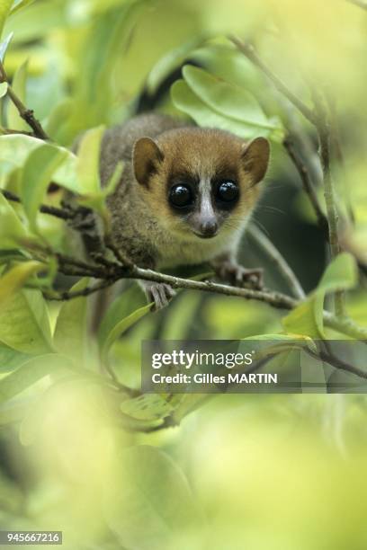 Microcebe sur une branche. Ce minuscule lemurien de Madagascar appartient a la famille des Cheirogalides. Il a de grands yeux adaptes a la vie la...