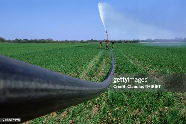 Agriculture. Irrigation. Bl? AGRICULTURE BLE ARROSAGE EAU IRRIGATION.