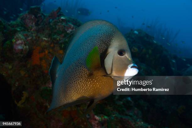 gray angelfish. - gray angelfish fotografías e imágenes de stock