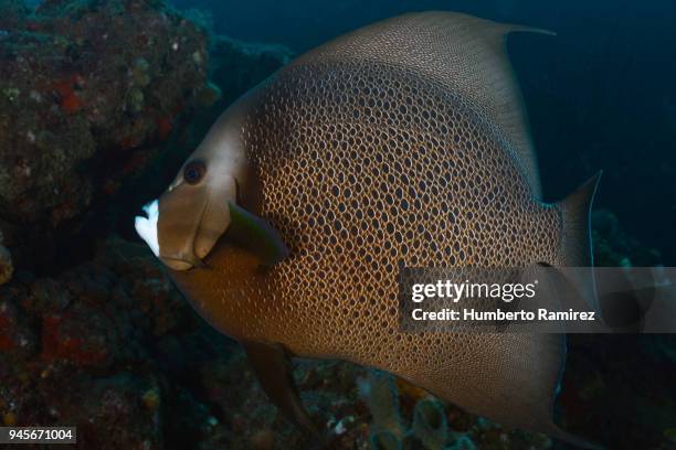 gray angelfish. - gray angelfish stockfoto's en -beelden