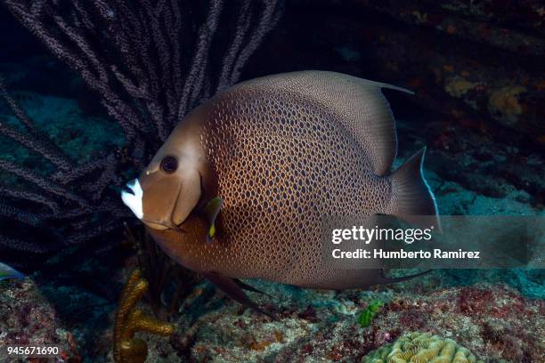 gray angelfish. - gray angelfish stockfoto's en -beelden