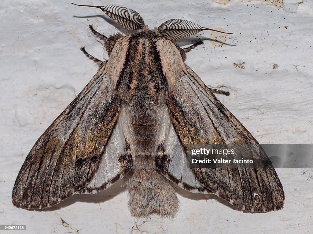 Tawny Prominent (Harpyia milhauseri)