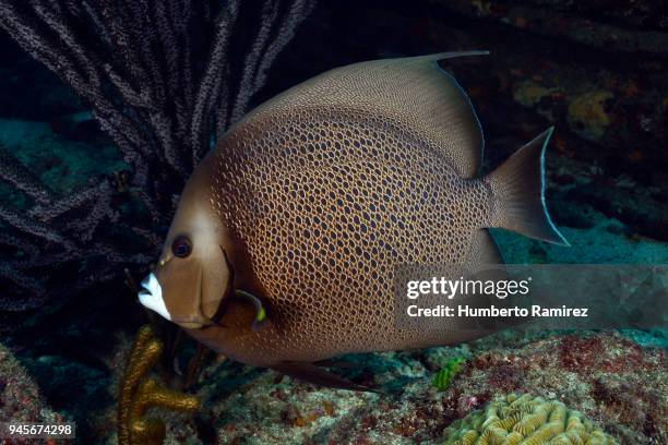 gray angelfish. - gray angelfish fotografías e imágenes de stock