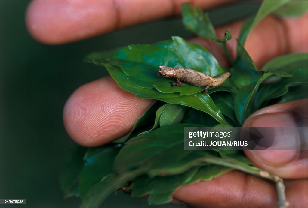CAMELEON (Brookesia minima), LE PLUS PETIT DES CAMELEONS, MADAGASCAR NORD