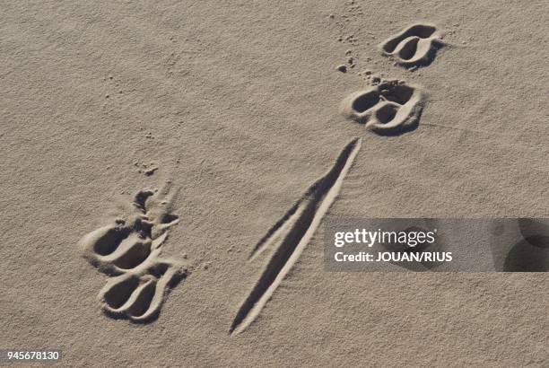 Empreintes d'antilope dans les dunes de sable blanc de Witsand, d?sert du Kalahari, Afrique du Sud.