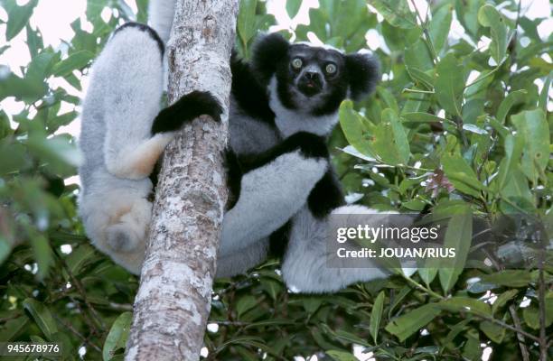 INDRI LE PLUS GRAND DES LEMURIENS, FORET PLUVIALE D'ANDASIBE, MADAGASCAR EST.