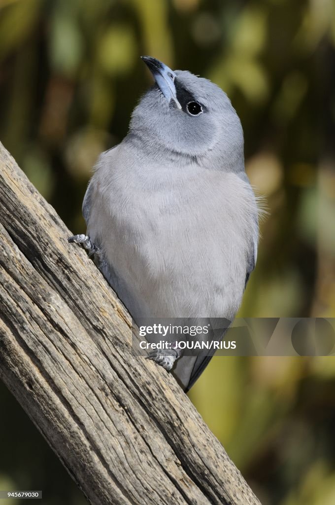 MASKED WOODSWALLOW (ARTAMUS PERSONATUS) FEMALE, CENTRAL AUSTRALIA, AUSTRALIA