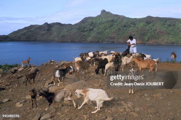 BERGER ET SON TROUPEAU DE CHEVRES, NUKU HIVA, ILES MARQUISES, POLYNESIE FRANCAISE.