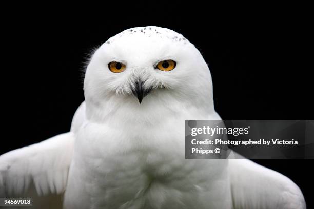 snowy owl - búho nival fotografías e imágenes de stock