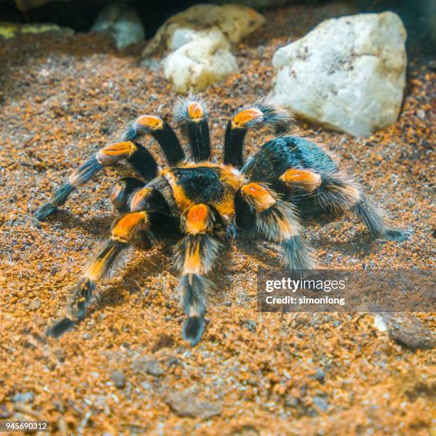 mexican red knee tarantula - mexican redknee tarantula stock pictures, royalty-free photos & images