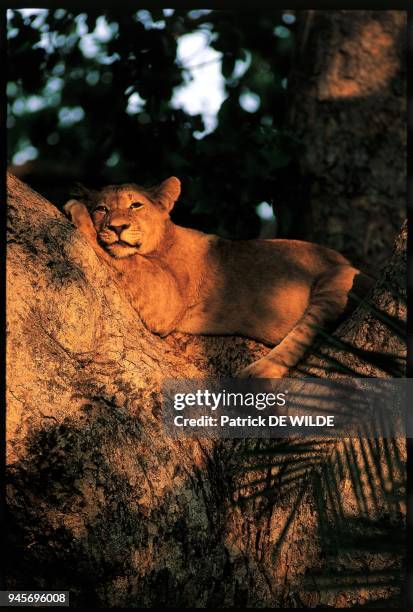 LIONCEAU DANS UN ARBRE, BUSANGA, KAFUE, ZAMBIE.