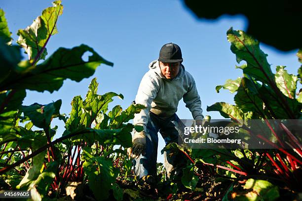 Crecencio Ciano, of Mexico, picks organic red beets at Lakeside Organic Gardens in Watsonville, California, U.S., on Wednesday, Dec. 5, 2007. Managed...