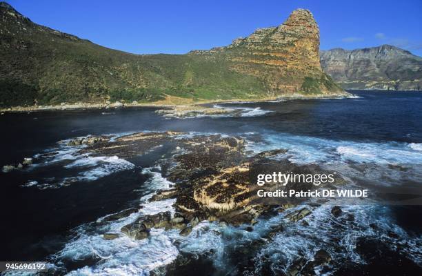 HOUT BAY, DUIKER ISLANDS OTARIES, SOUTH AFRICA.