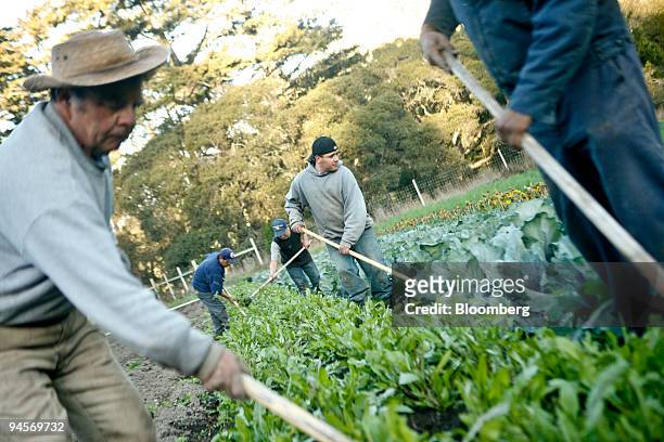 Farmworkers weed fields of red cabbage and red dandelion greens at the Route 1-managed Rancho Doloso farm near Davenport, California, U.S., on...