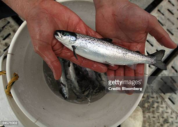 Sample of young salmon in the production center of Bahia Rincones of Marine Havest company in Llanquihue Lake, near Puerto Montt, Southern Chile....