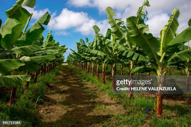 Banana plantation of the SCA Blondinière fruit production company is pictured in Capesterre Belle-Eau, Fond Cacao, in the French overseas region of...
