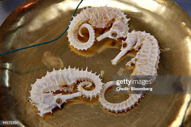 Dried sea horses, to be used as part of an herbal prescription, are weighed on a scale at the Kamwo herbal pharmacy in New York's Chinatown...