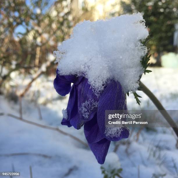 194 Ruffell Stock Photos, High-Res Pictures, and Images - Getty Images