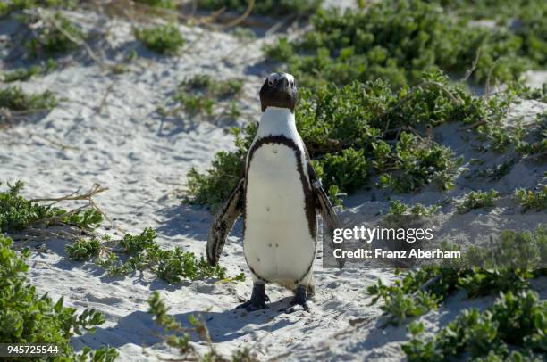 tagged african penguin, also known a jackass penguin, cape peninsula - 野生生物追跡札 ストックフォトと画像