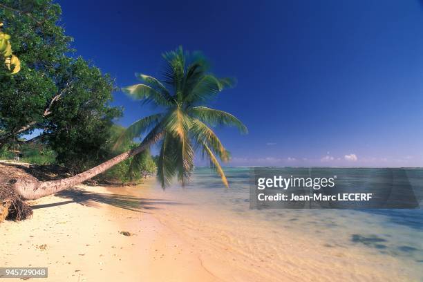 Antilles, plage de sable blanc et cocotiers.