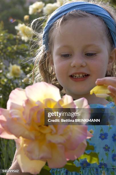 Une fille de 4 ans arrache une p?tale d'une rose jaune.