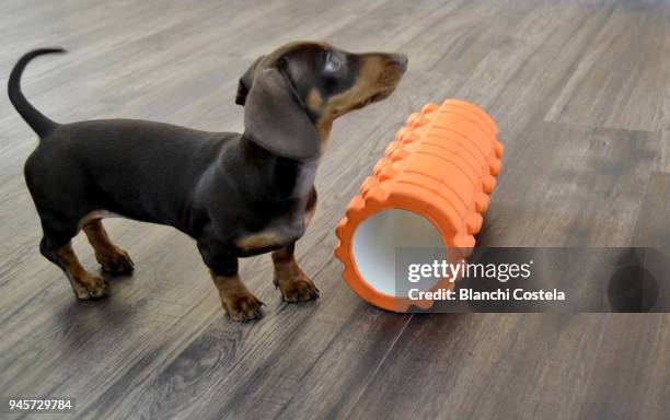 miniature teckel dog doing exercise - teckel stock pictures, royalty-free photos & images