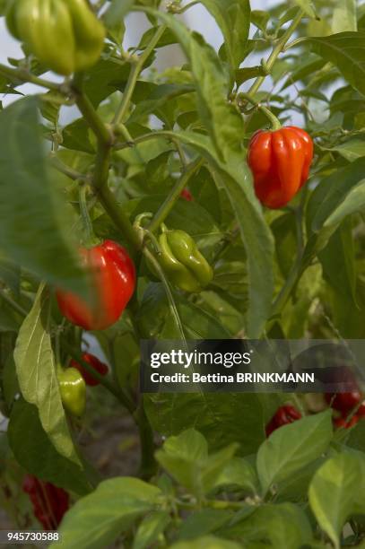 Des poivrons rouges et verts sous une serre dans le Loir et Cher.