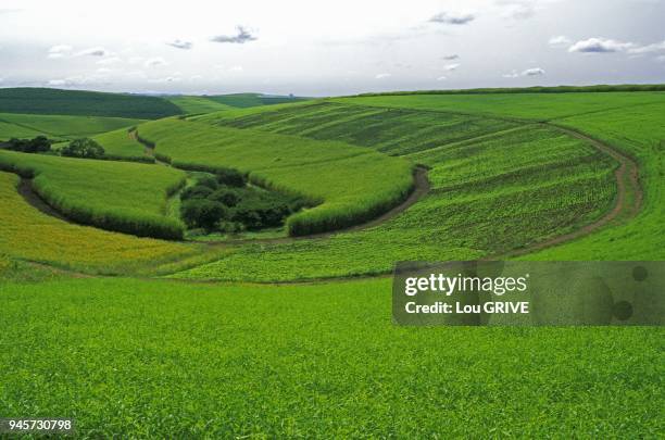 En bas de ces cultures en entonnoir, champ de canne ? sucre. Chemins circulaires. Paysage tr?s vert, ciel voil?. En bas de ces cultures en entonnoir,...