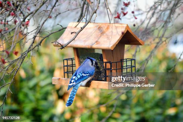 blue jay on a bird feeder - bird feeder stock pictures, royalty-free photos & images