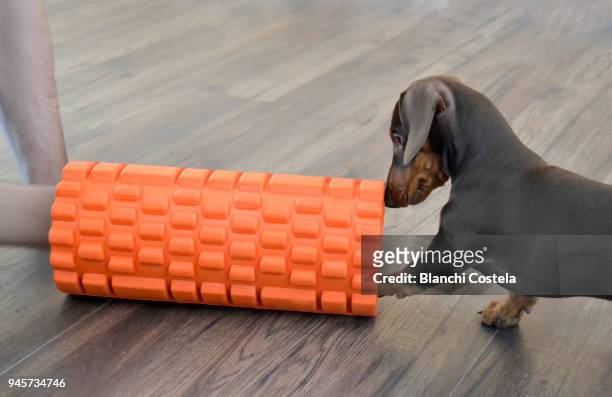 miniature teckel dog doing exercise - teckel stock pictures, royalty-free photos & images