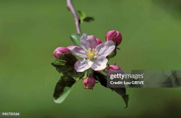 GROS PLAN SUR UNE FLEUR DE POIMMIER ENTOUREE DE QUATRE BOUTONS ET DE FEULLES FOND VERT GROS PLAN SUR UNE FLEUR DE POIMMIER ENTOUREE DE QUATRE BOUTONS...