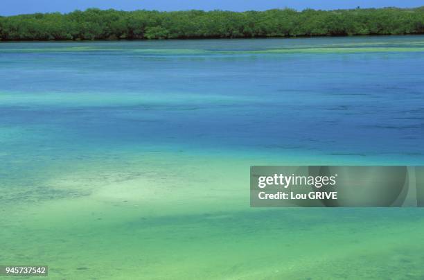 MANGROVE DE CAYO SANTA MARIA, CUBA.