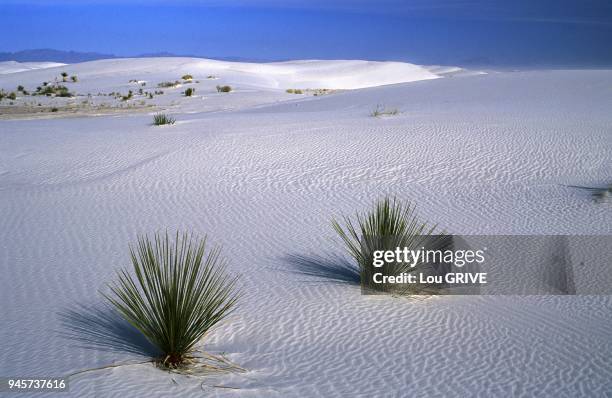 Dunes de sable de gypse et yuccas. Dunes de sable de gypse et yuccas.