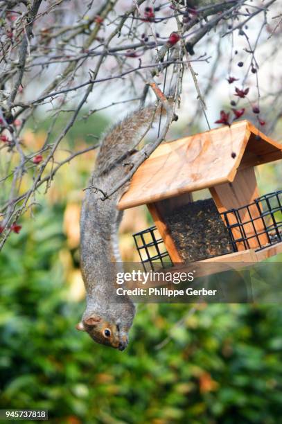 squirrel eating from bird feeder - bird feeder stock pictures, royalty-free photos & images