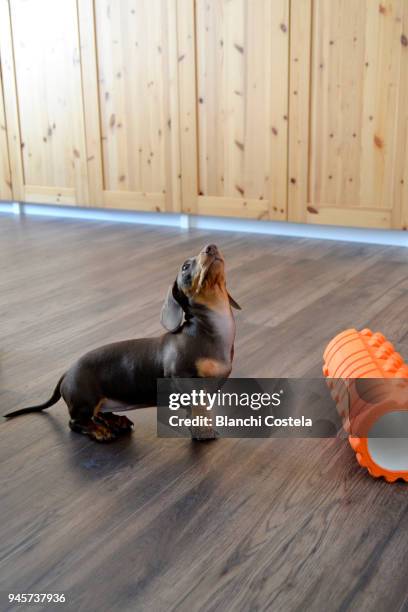 miniature teckel dog doing exercise - teckel stock pictures, royalty-free photos & images