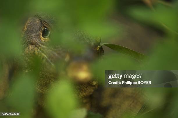 Varan, Asie du sud est Varanus salvator Water monitor, south east Asia.