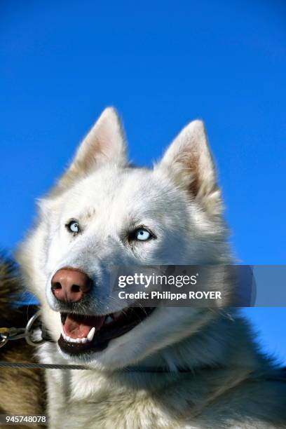 Chien de race husky.