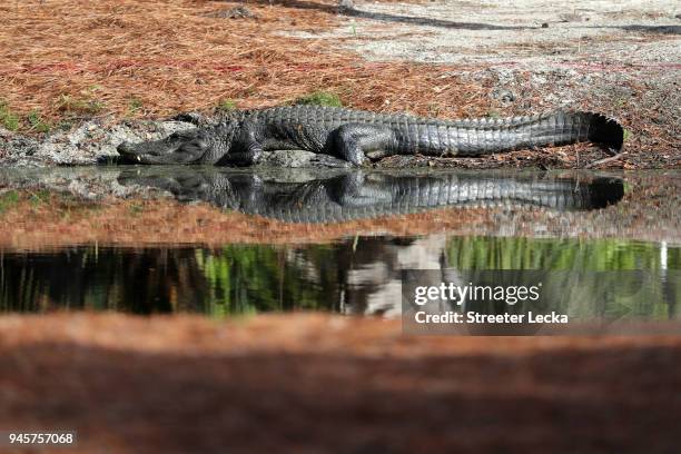 Aligator Rbc Alligator Island Photos and Premium High Res Pictures - Getty Images