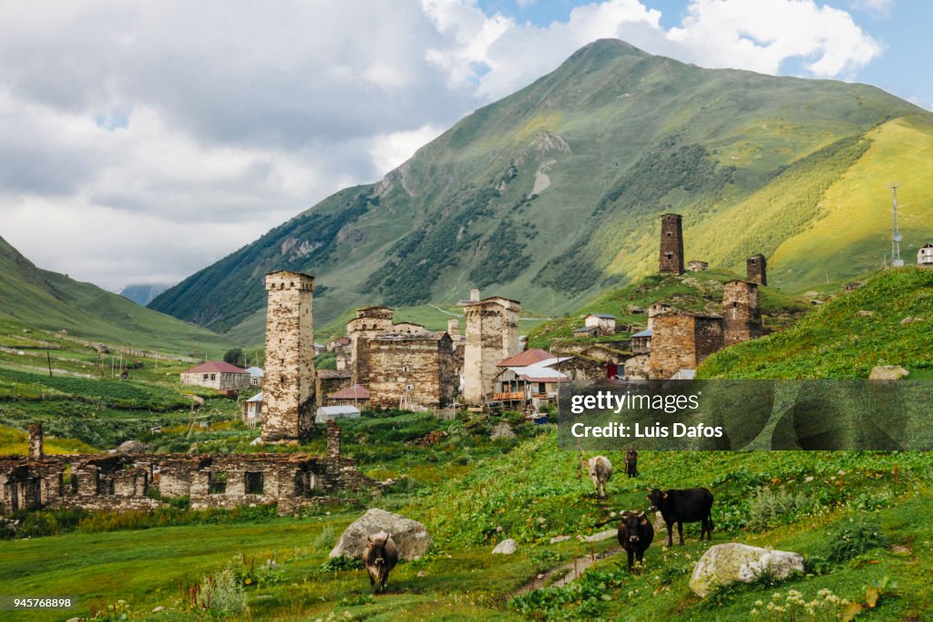 Cows grazing in Ushguli, Georgia