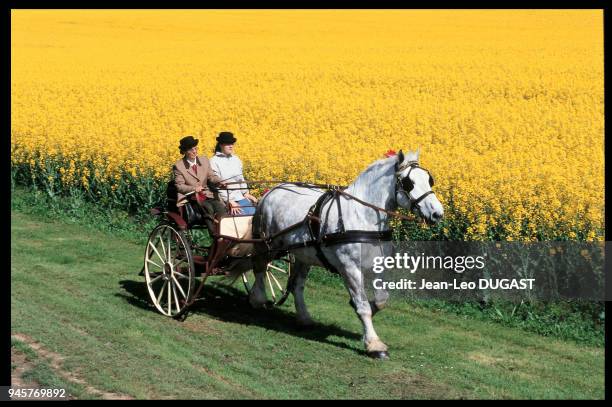 Percheron attel? et champ de colza ? Denonville, dans l'Eure-et-Loire.