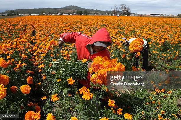 Family cuts Cempazuchitl flowers in Cholula, 70 miles from Mexico City, Mexico, on Tuesday, Oct. 23, 2007. The Cempazuchitl, also known as marigold...