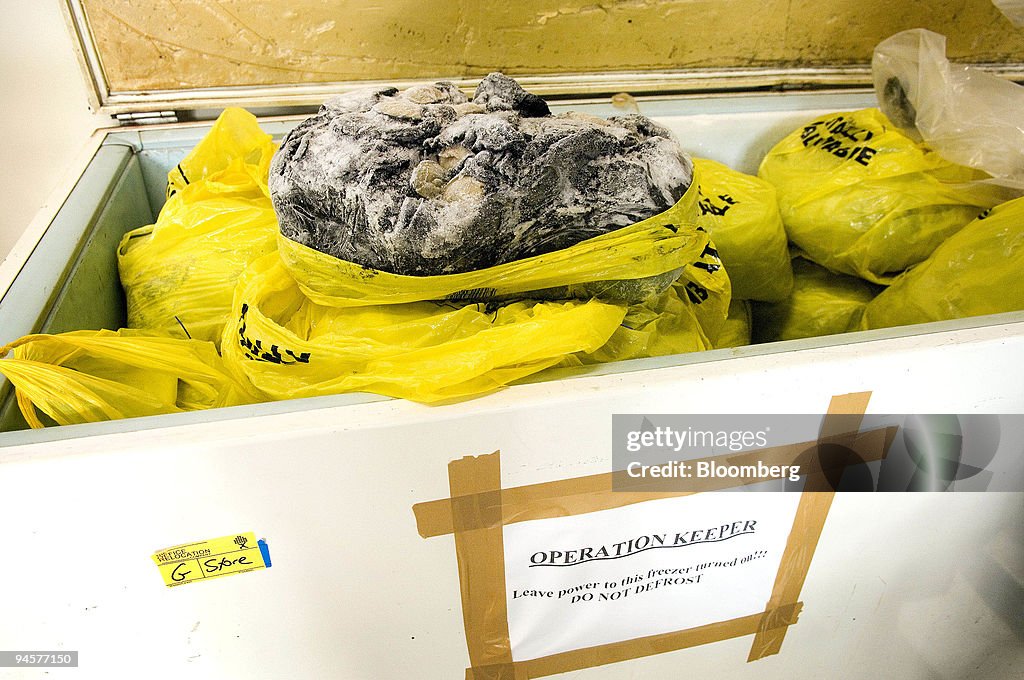 Bags of abalone seized from poachers are stored in a freezer