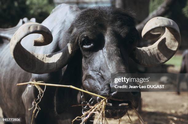 BUFFLE D'EAU DANS UNE FERME, JUNAGADH, GUJARAT, INDE.