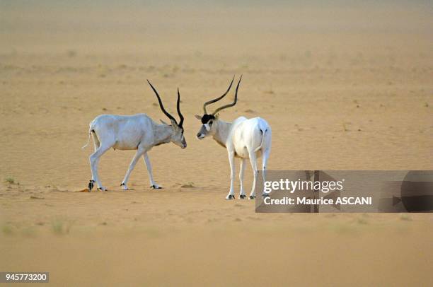 Massif de Termit, Niger. Addax L'addax est la derniere plus grande antilope saharienne sauvage encore vivante dans les endroits les plus...